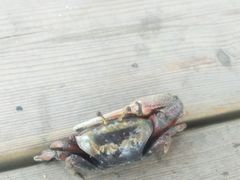 -北海金海湾红树林生态旅游区