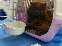 -芭比堂动物医院·CT·微创中心(新顺分院)