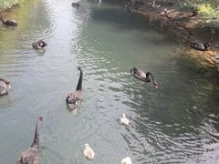 -长白岛森林公园