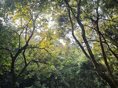-火炉山森林公园