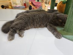 -COLOR PETS 撸猫馆·购猫·猫咖(长风大悦城店)