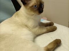 -pd派德宠物中心医院24H急重症·眼科中心·血液透析中心(嵩山北路店)