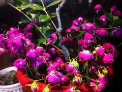 -屯屯面(海尔路店)