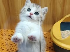 -欣宠猫屋·矮脚拿破仑·蓝金金渐层