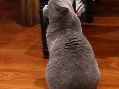 -猫小院猫主题咖啡厅(北锣店)