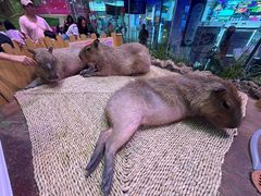 -正佳雨林生态植物园