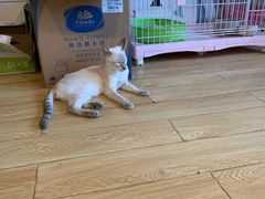 -Cappucimeow猫咪咖啡馆(韦伯时代店)