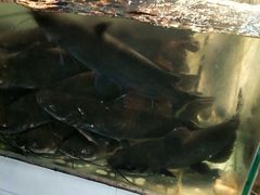 -湄公河秘制烤鱼(西双十贰城商业中心店)