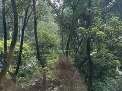 -神仙树公园