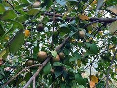 -素山寺森林公园