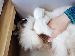 -鼓捣猫呢主题猫咖店
