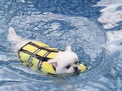 -汪说喵讲宠物乐园宠物酒店(红星美凯龙店)