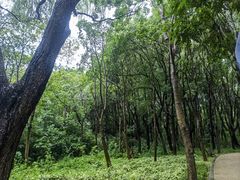 -昆山城市生态森林公园