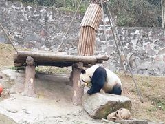 -都江堰中华大熊猫苑