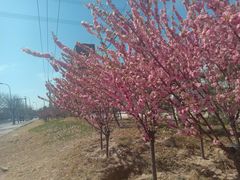 -马布尔莱斯食府(西红门店)