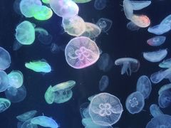 -海合安成都极地海洋公园