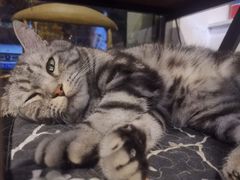 -平行世界·猫咖(首经贸店)