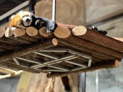 -Zoolung Zoolung动物主题公园(海信广场店)