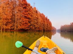 -上海海湾国家森林公园