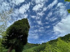 -卧龙中华大熊猫苑神树坪基地