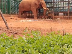 -昆明动物园