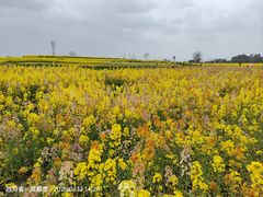 -三圣花乡旅游区