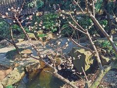 -香雪海