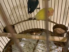 -小厨娘淮扬菜(六合欢乐港店)