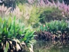 -桤木河湿地公园