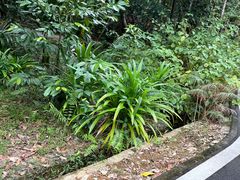 -海南热带野生动植物园