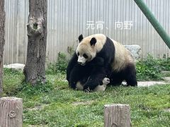 -卧龙中华大熊猫苑神树坪基地