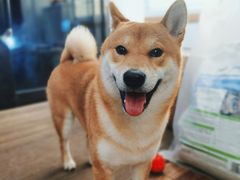 -啡语