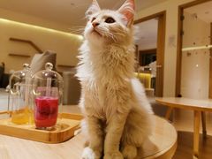 -猫腻·猫咖·撸猫馆(星光大道店)