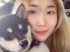 -柴犬高等学院·狗咖·柴犬售卖·宠物训练