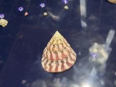 -青岛贝壳博物馆