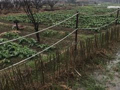 -田园东方蜜桃村的田野营地