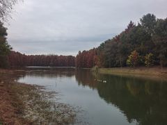 -上海海湾国家森林公园