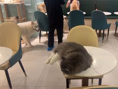 -安格丽娜·狗咖·猫咖羊驼咖(春熙路百盛商场店)