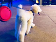 -小尾巴宠物店(万科·金域华庭店)