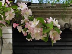 -海棠花溪(元大都城垣遗址公园)