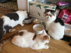 -Cappucimeow猫咪咖啡馆(韦伯时代店)
