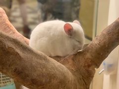 -龙猫仔乐园(惠福东路店)