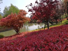 -九科绿洲