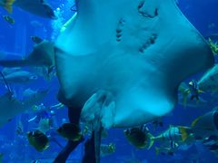 -迪拜水族馆及水下动物园