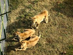 -青藏高原野生动物园