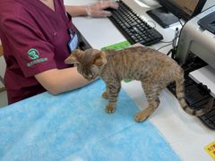 -瑞派·关忠动物医院·猫专科·犬专科(三环新城店)