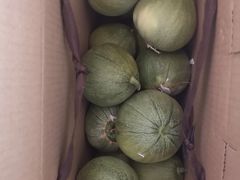 -南汇新场正宗水蜜桃采摘