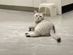 -创凡宠物医院·骨专科  猫科中心(西乡分院)