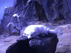 -正佳极地海洋世界