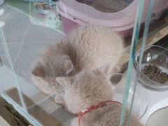 -糯米喵星人总部直营旗舰店·猫舍·幼猫出售